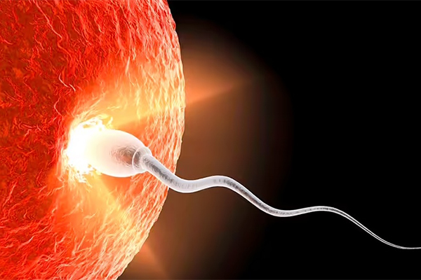 Quy trình rụng trứng và thu thai thành công